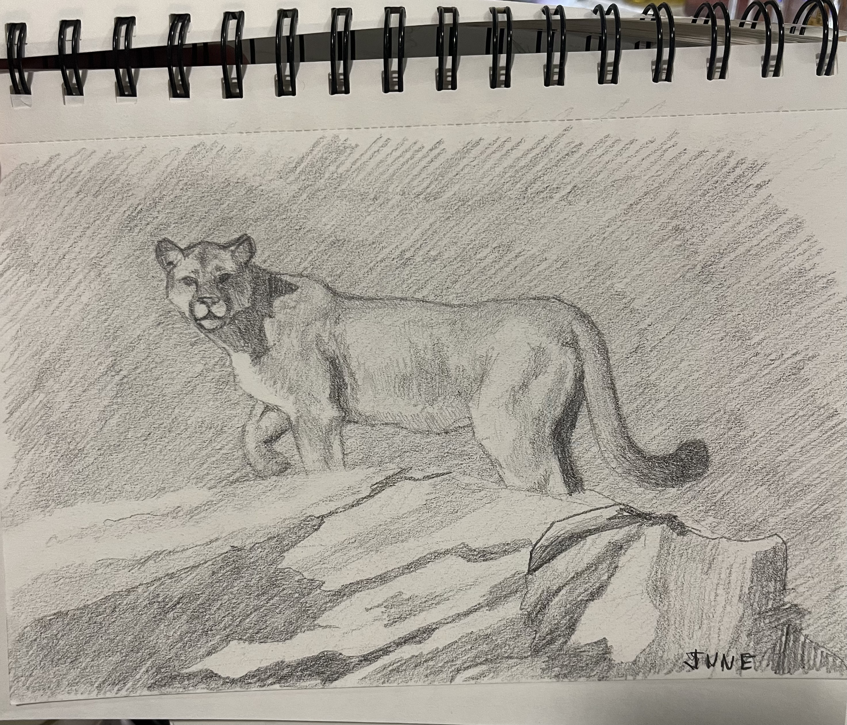 Mountain Lion